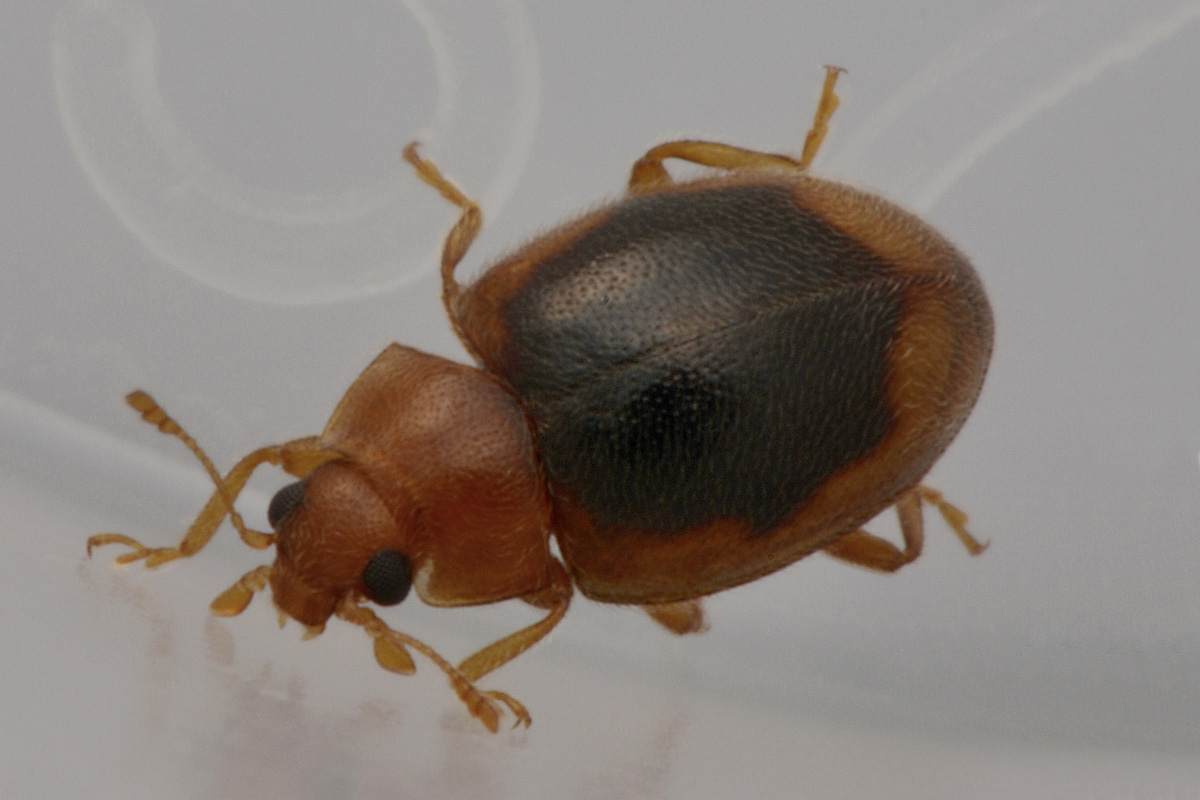 Coccinellidae: Rhyzobius cfr. litura